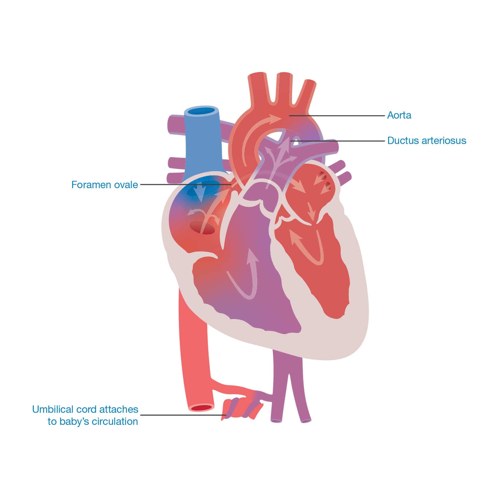Diagnosis - Little Hearts Matter